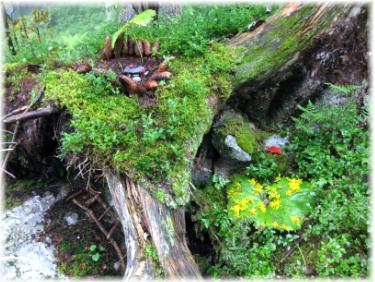 Waldtag1